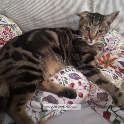 Photo 1/1 Chat retrouvé Perdu à Orleans