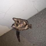 Photo de chat trouvé à Bourg De Peage