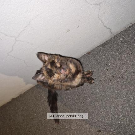 Photo 1/1 Chat trouvé Trouvé à Bourg de peage