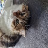 Photo de chat perdu à Bessancourt