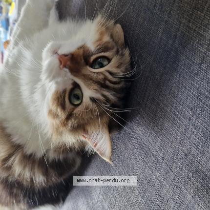Photo 1/1 Happy Chat perdu à Bessancourt