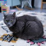 Photo de chat perdu à Saint Maur Des Fosses