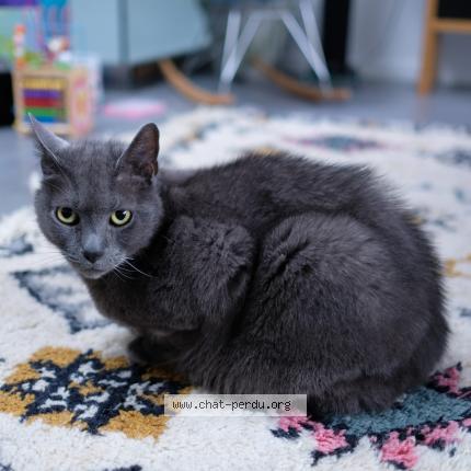 Photo 1/1 Rambo Chat perdu à Saint maur des fosses