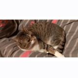 Photo de chat perdu à Namur Naninne