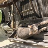 Photo de chat perdu à Linars