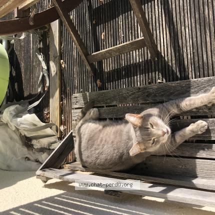 Photo 1/1 Chat retrouvé Perdu à Linars