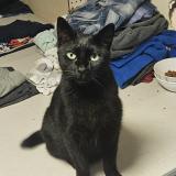 Photo de chat perdu à Riverview