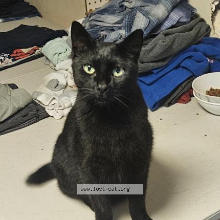 Photo 1/1 Halftail Chat perdu à Riverview