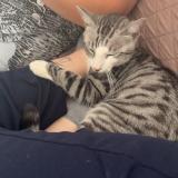 Photo de chat perdu à Vierzon