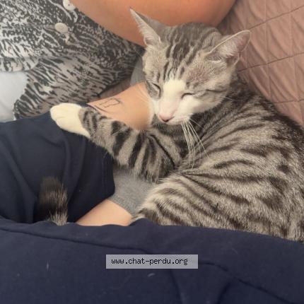 Photo 1/1 Milo Chat perdu à Vierzon