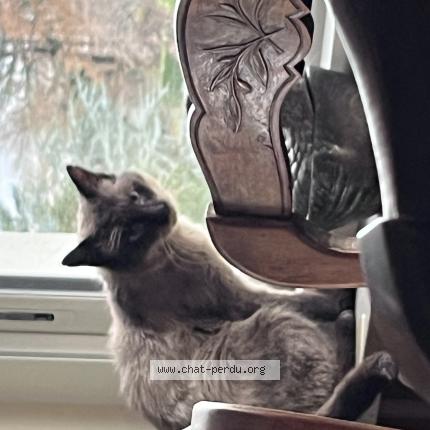 Photo 1/1 Chat trouvé Trouvé à Francheville