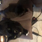 Photo de chat perdu à Choisy Le Roi