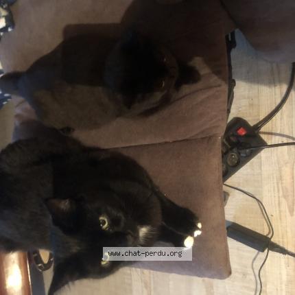 Photo 1/1 Winnie Chat perdu à Choisy le roi