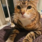 Photo de chat perdu à Portland