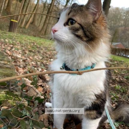 Photo 1/1 Réglisse Chat perdu à Montreuil