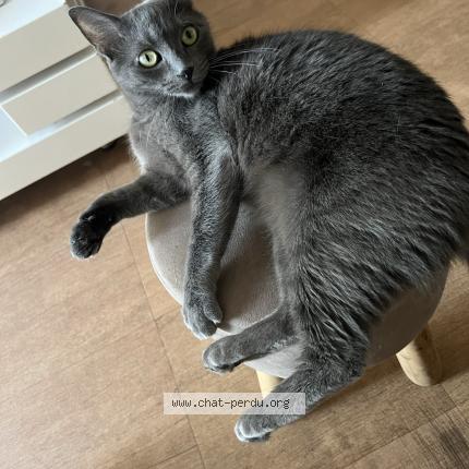 Photo 1/1 Chat retrouvé Perdu à Joue les tours