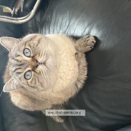 Photo 1/1 Chat retrouvé Perdu à Vitry Sur Seine