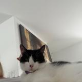 Photo de chat perdu à Boca Raton