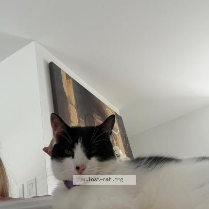 Photo 1/1 VENUS Chat perdu à Boca raton