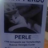 Photo de chat perdu à Agen