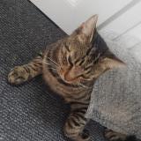 Photo de chat perdu à Le Fouilloux