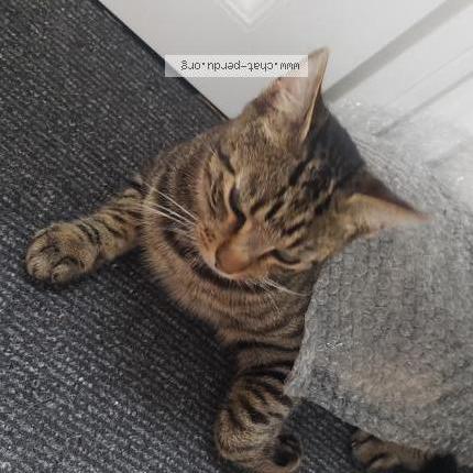 Photo 1/4 Cookie Chat perdu à Le fouilloux