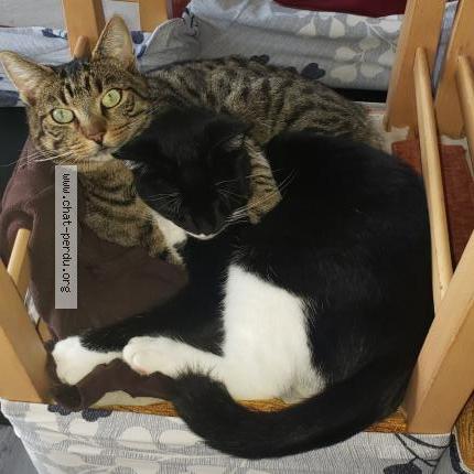 Photo 2/4 Cookie Chat perdu à Le fouilloux