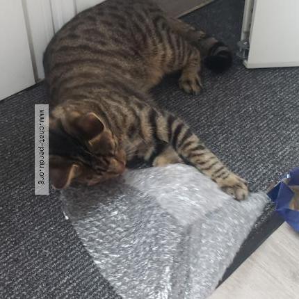 Photo 3/4 Cookie Chat perdu à Le fouilloux