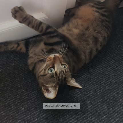 Photo 4/4 Cookie Chat perdu à Le fouilloux