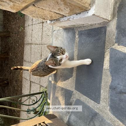 Photo 1/1 BAHIA Chat perdu à Villeparisis