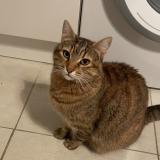 Photo de chat perdu à Marseille