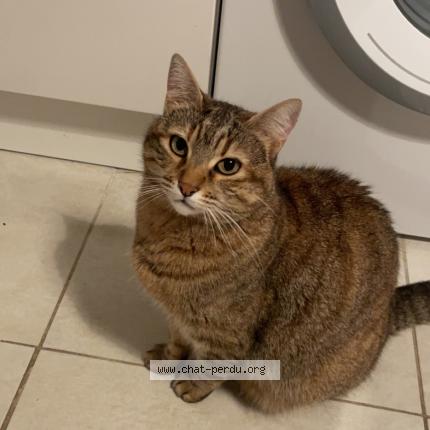 Photo 1/1 Happy Chat perdu à Marseille