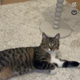 Photo de chat perdu à Coullons