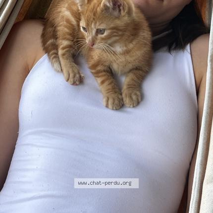 Photo 1/1 Sacha Labat Chat perdu à Salles