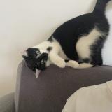 Photo de chat perdu à Bretteville Sur Odon