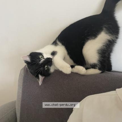 Photo 1/1 Zirah Chat perdu à Bretteville sur odon