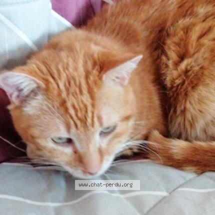 Photo 1/1 Chat retrouvé Perdu à Mirmande