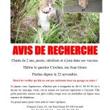 Photo de chat perdu à Caromb