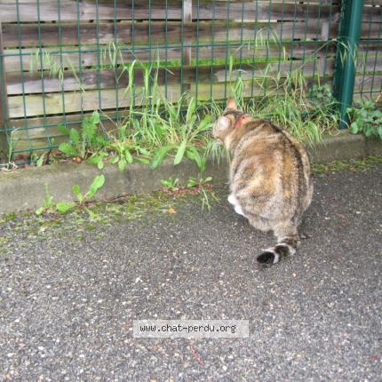 Photo 2/4 Titine Chat perdu à Caromb