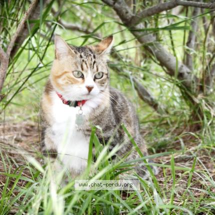 Photo 3/4 Titine Chat perdu à Caromb