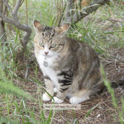 Photo 4/4 Titine Chat perdu à Caromb