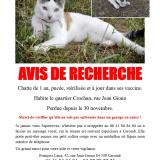 Photo de chat perdu à Caromb