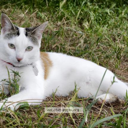 Photo 2/4 Popcorn Chat perdu à Caromb