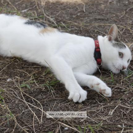Photo 3/4 Popcorn Chat perdu à Caromb