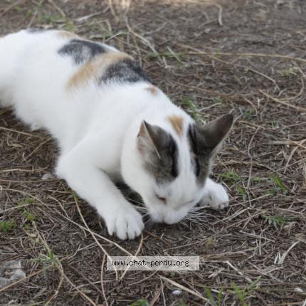 Photo 4/4 Popcorn Chat perdu à Caromb