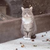 Photo de chat trouvé à Landevieille