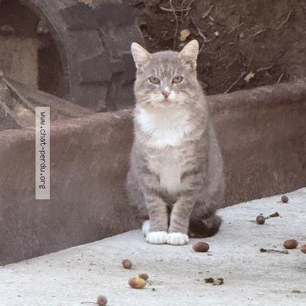 Photo 1/1 Chat trouvé Trouvé à Landevieille