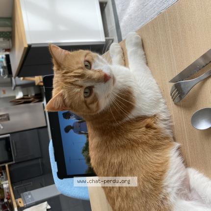 Photo de chat perdu à Billom