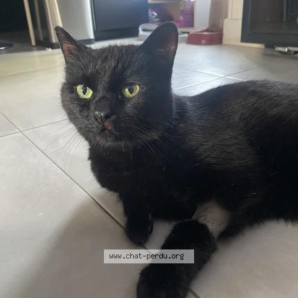 Photo de chat perdu à Neuilly Plaisance