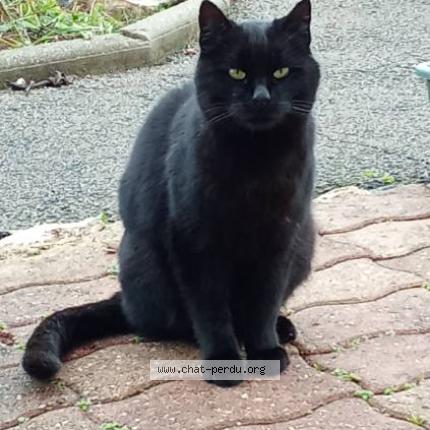 Photo 1/1 Chat retrouvé Trouvé à Villie morgon